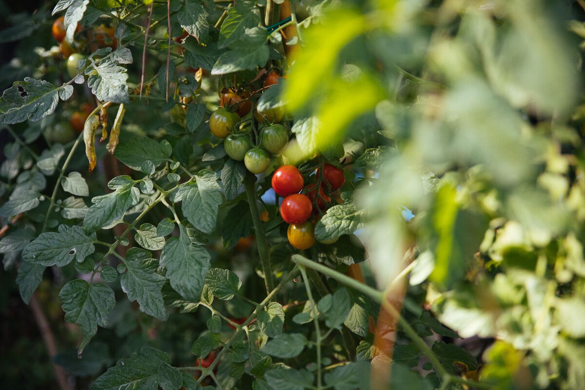 Ein Tomatenpflanze mit reifen und grünen, noch nicht reifen Tomaten.
