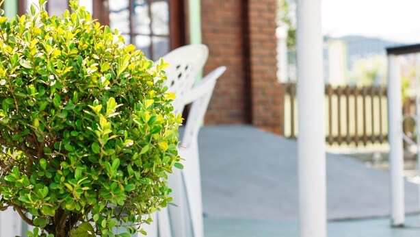 A well-maintained patio area with a small, lush green shrub in the foreground, white outdoor furniture, and a brick building in the background. - Pousada Campo Alegre (Itatiaia)