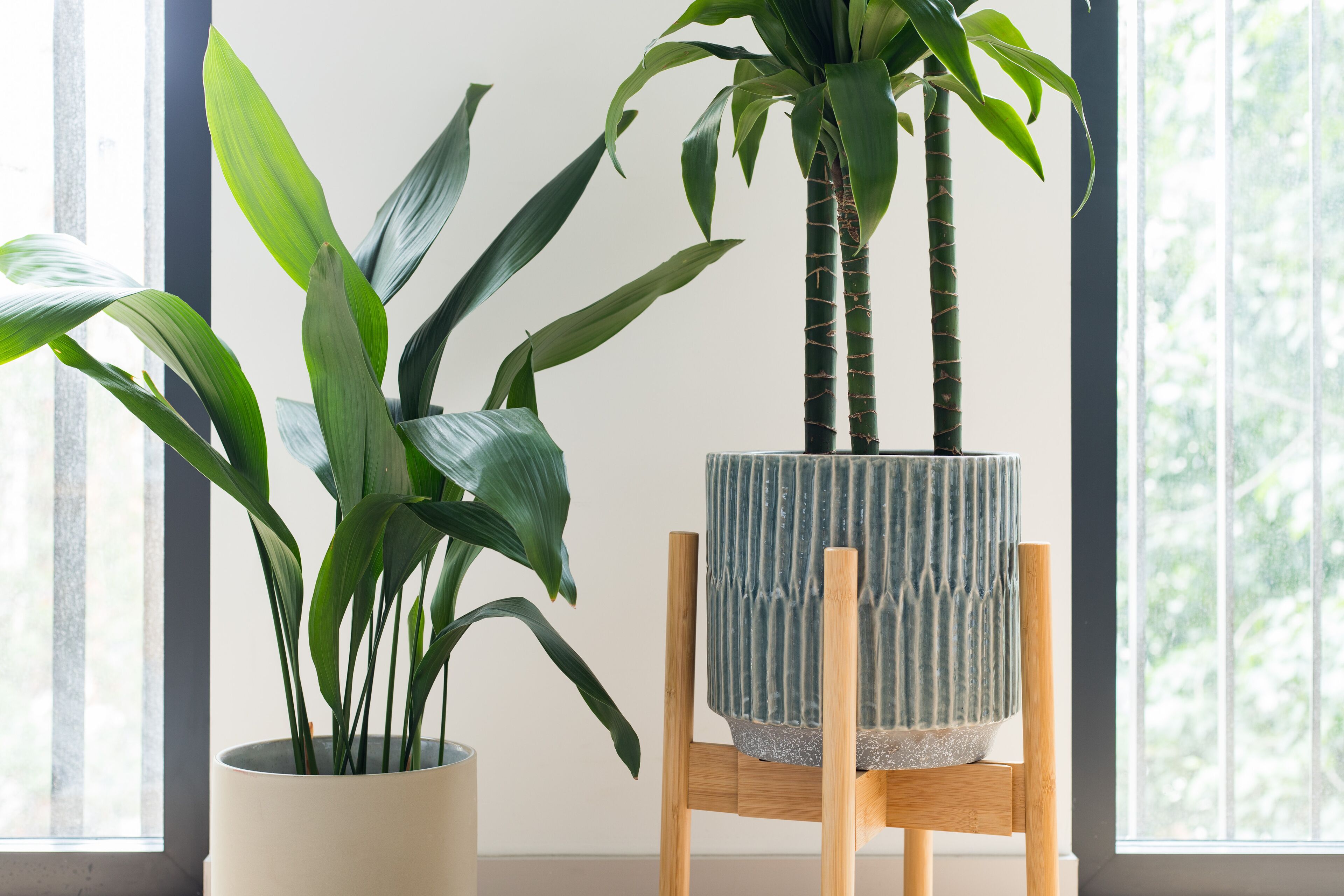 A room with large windows, a wooden chair, and two potted plants.