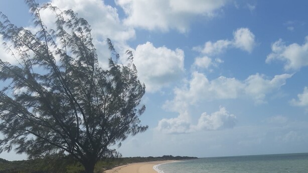 Una playa arenosa con un árbol a la izquierda y olas oceánicas tranquilas a la derecha.