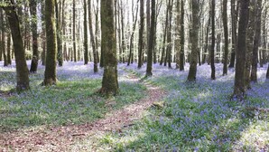 A forest with a path and trees. - Groff Cottage (Tourmakeady)