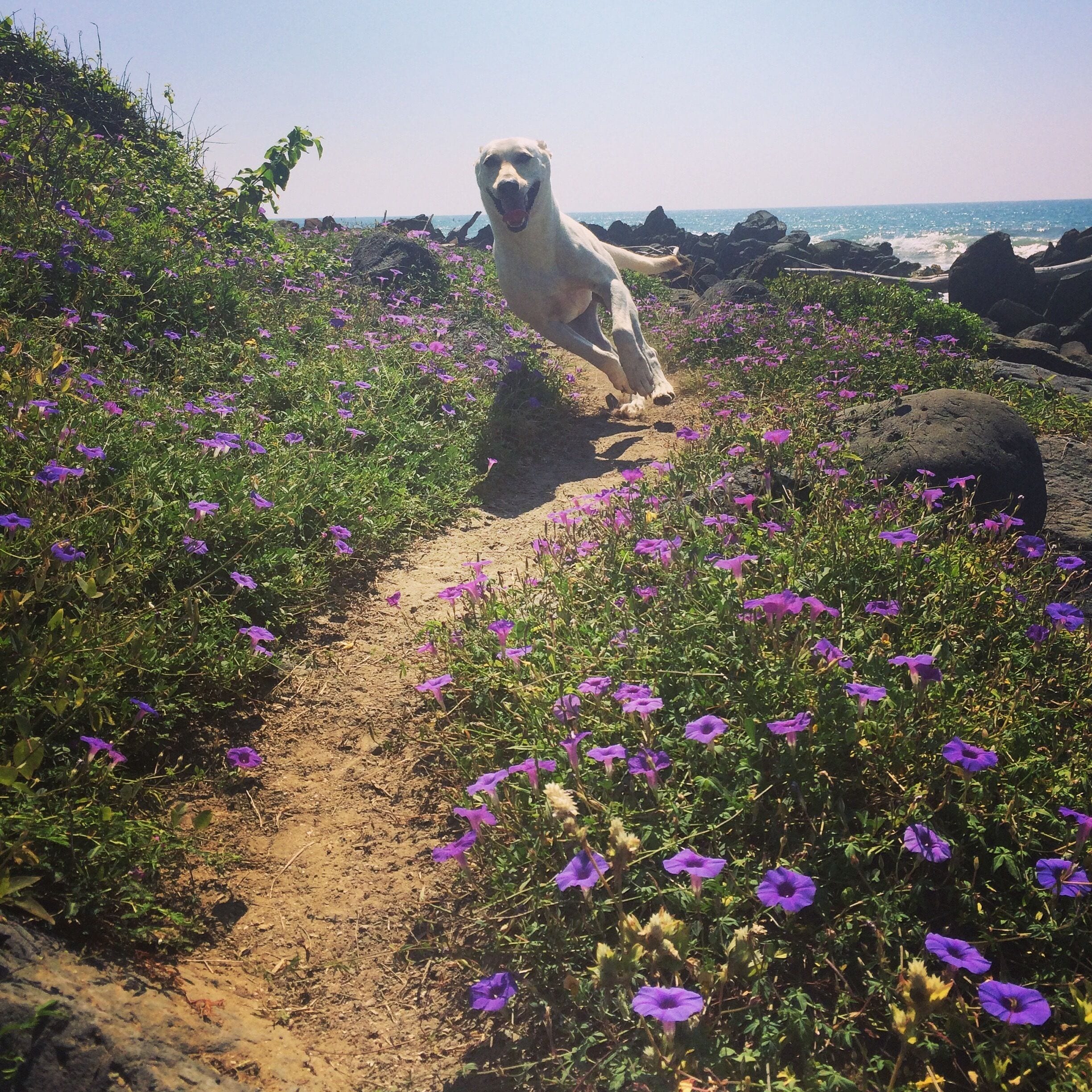 A dog walking on a dirt path surrounded by purple flowers.