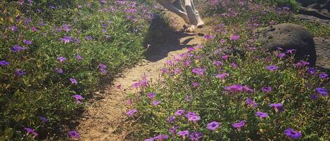 A dog walking on a dirt path surrounded by purple flowers.