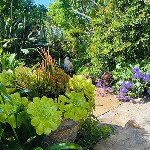 A garden with various plants and a dog.