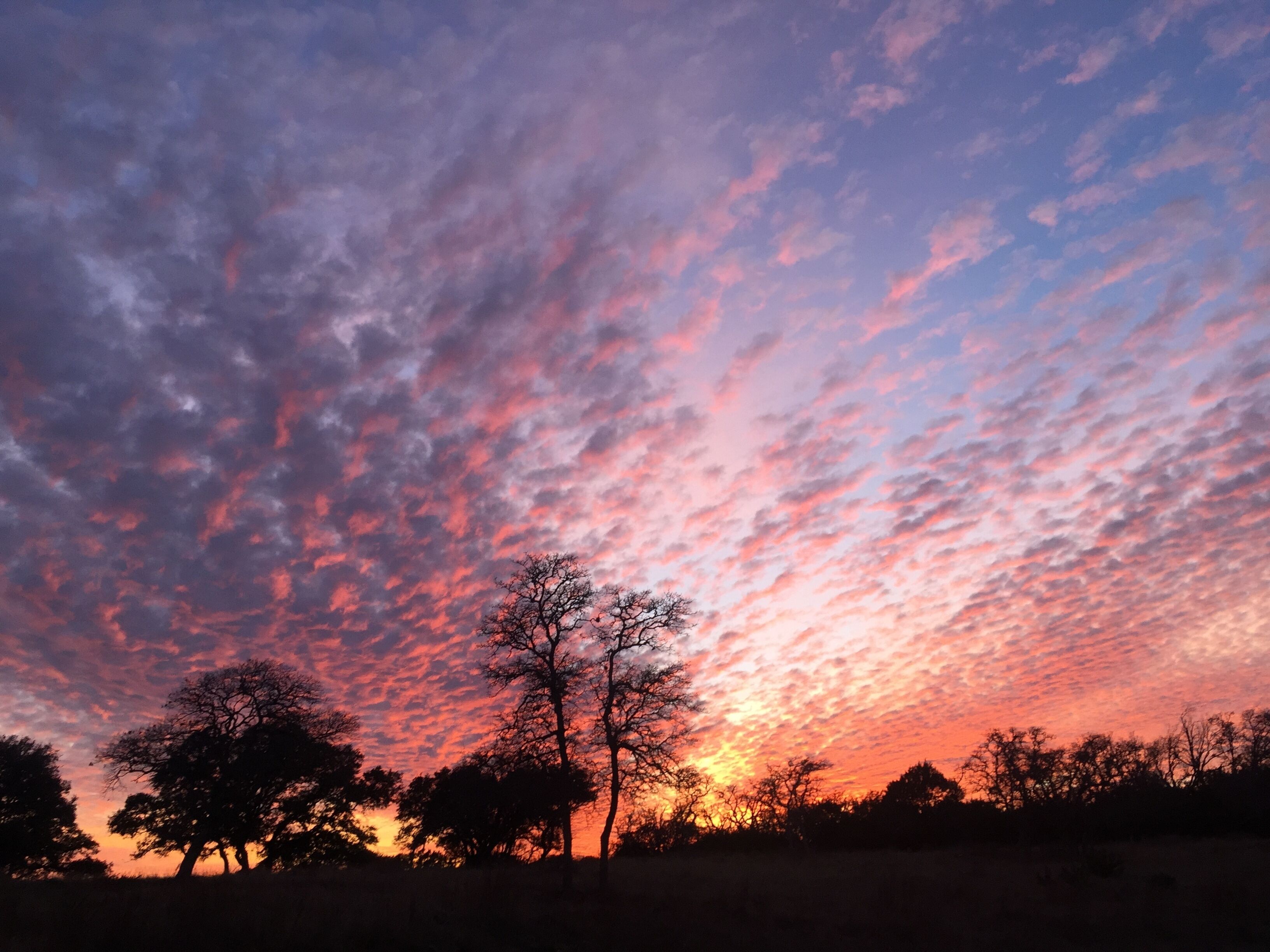 A sunset with a clear sky and silhouettes of trees.