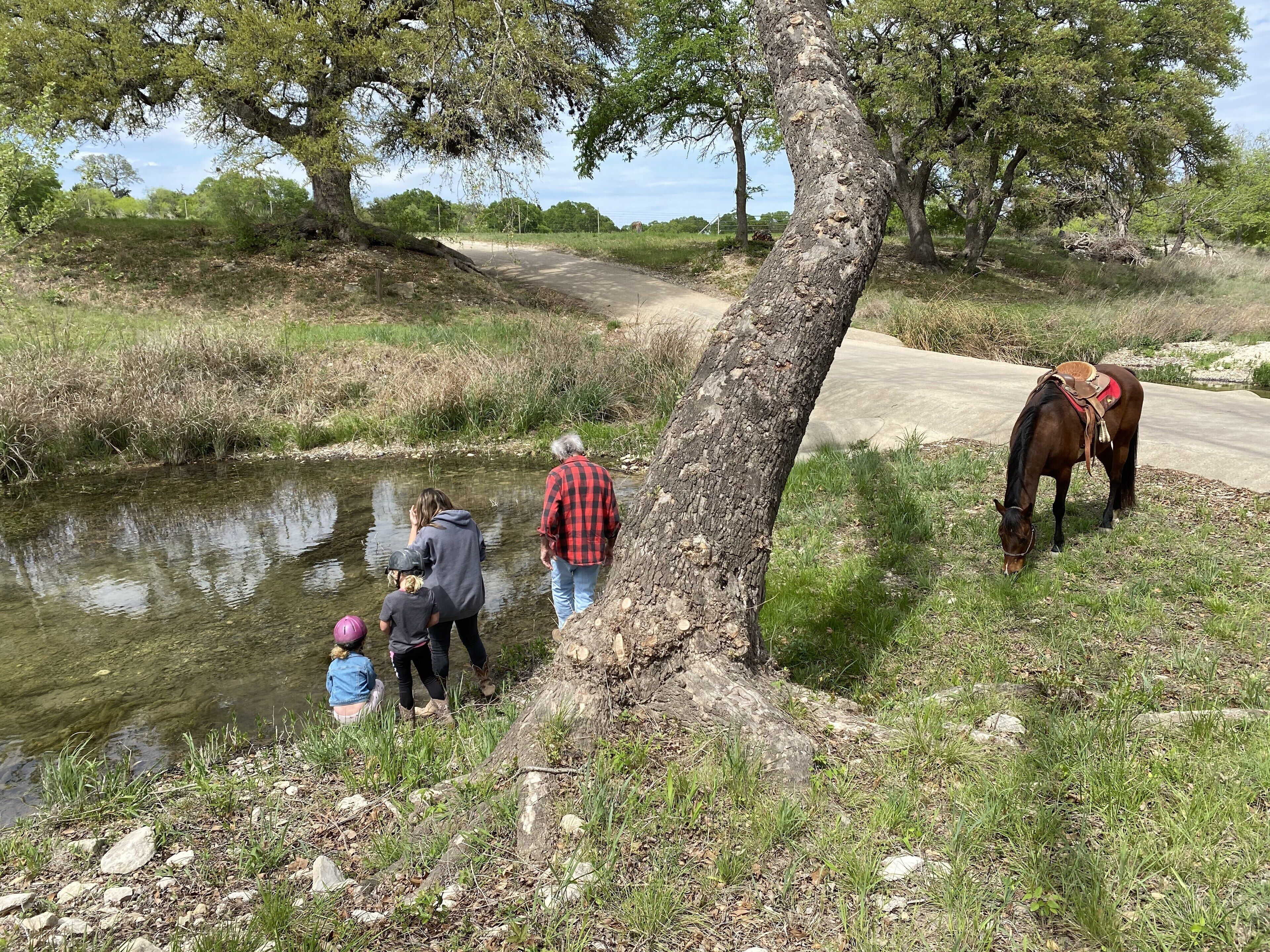 Un cadre naturel avec un étang, des arbres et un cheval.
