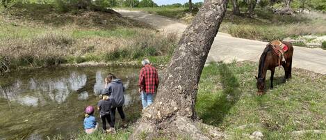 Un cadre naturel avec un étang, des arbres et un cheval.