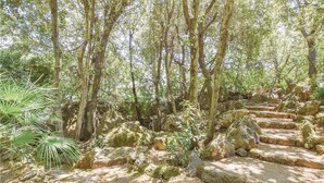 Uma área arborizada com degraus de pedra que sobem uma colina.