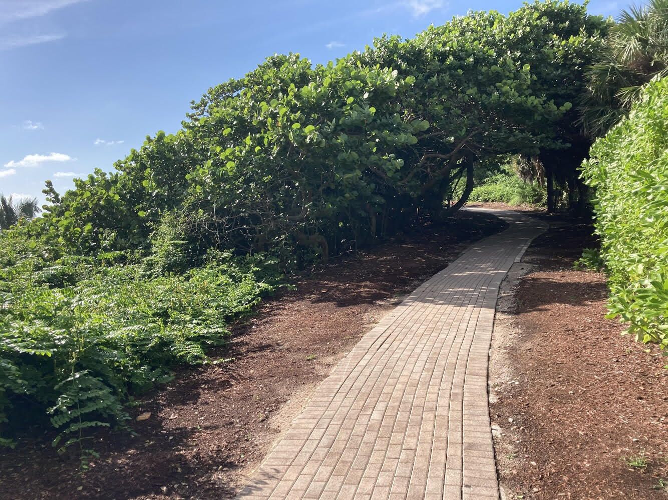 A paved pathway flanked by dense green foliage and trees, leading into a shaded area.