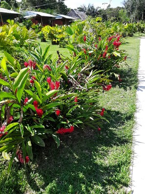 Garden - lupuna jungle tours and expeditions (Iquitos)