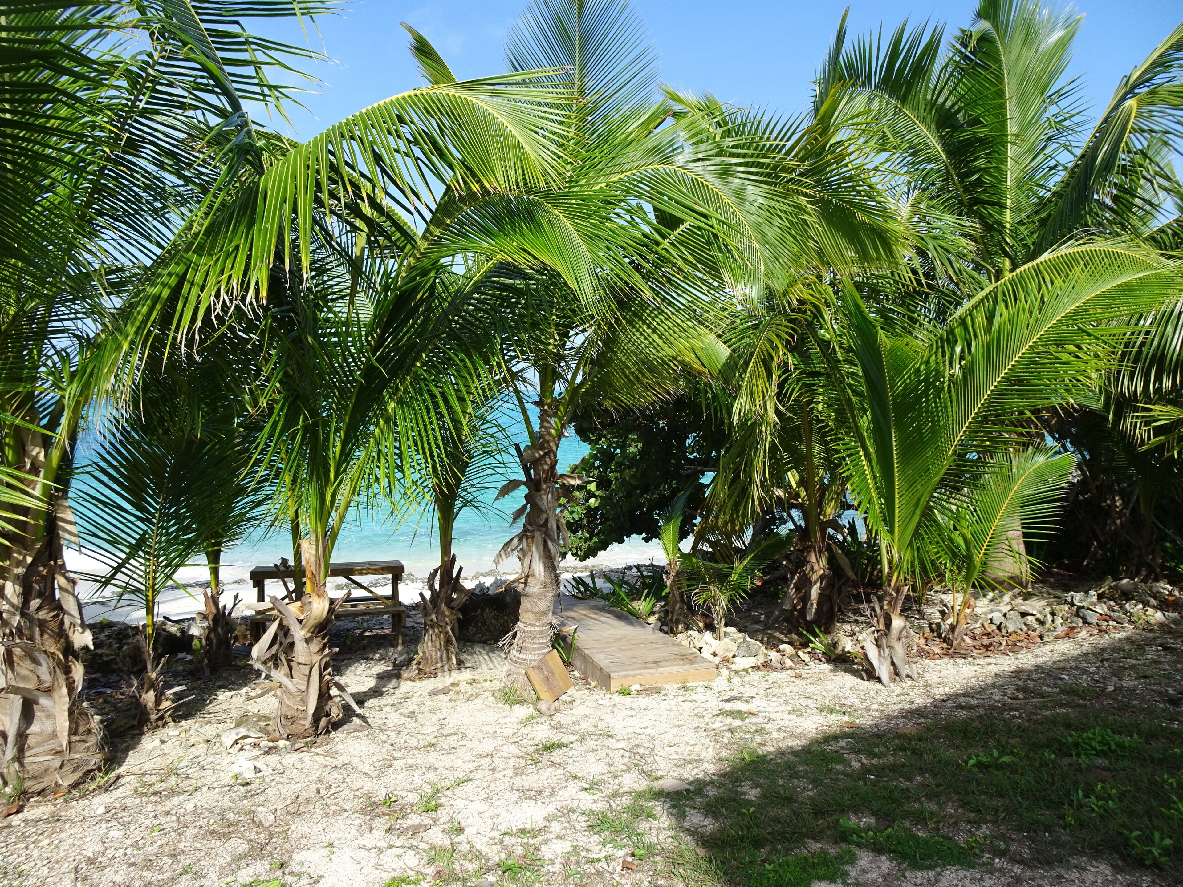 Una spiaggia con palme, una panchina di legno e un litorale roccioso.