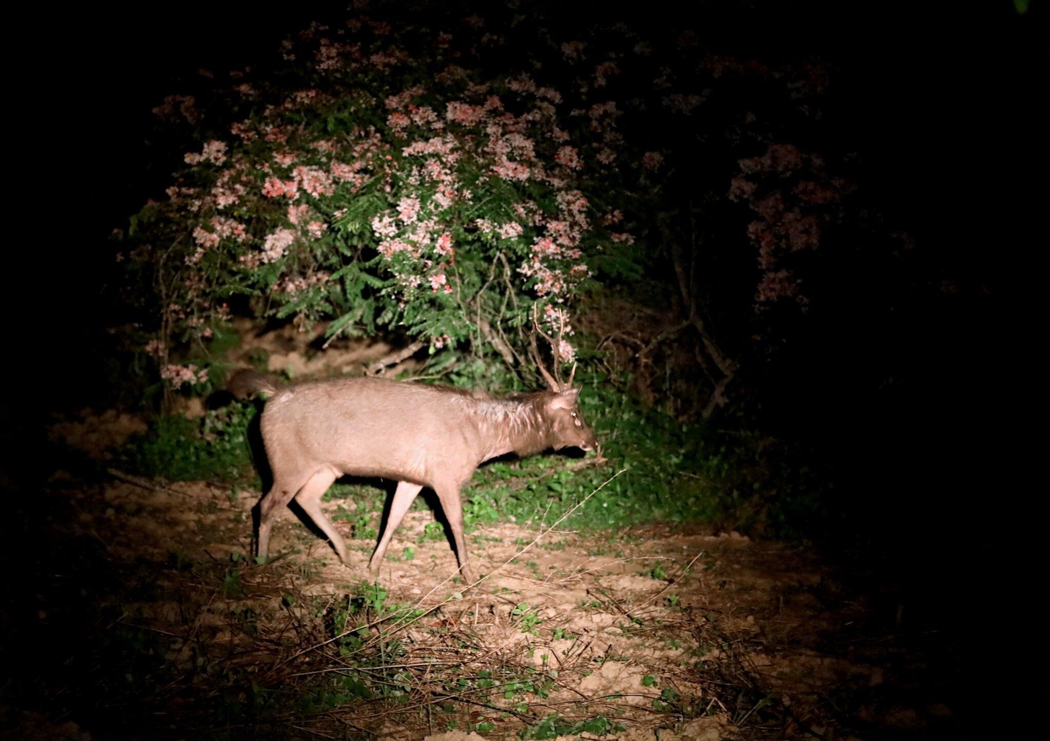 A deer in a natural setting at night.
