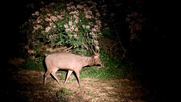 A deer in a natural setting at night.