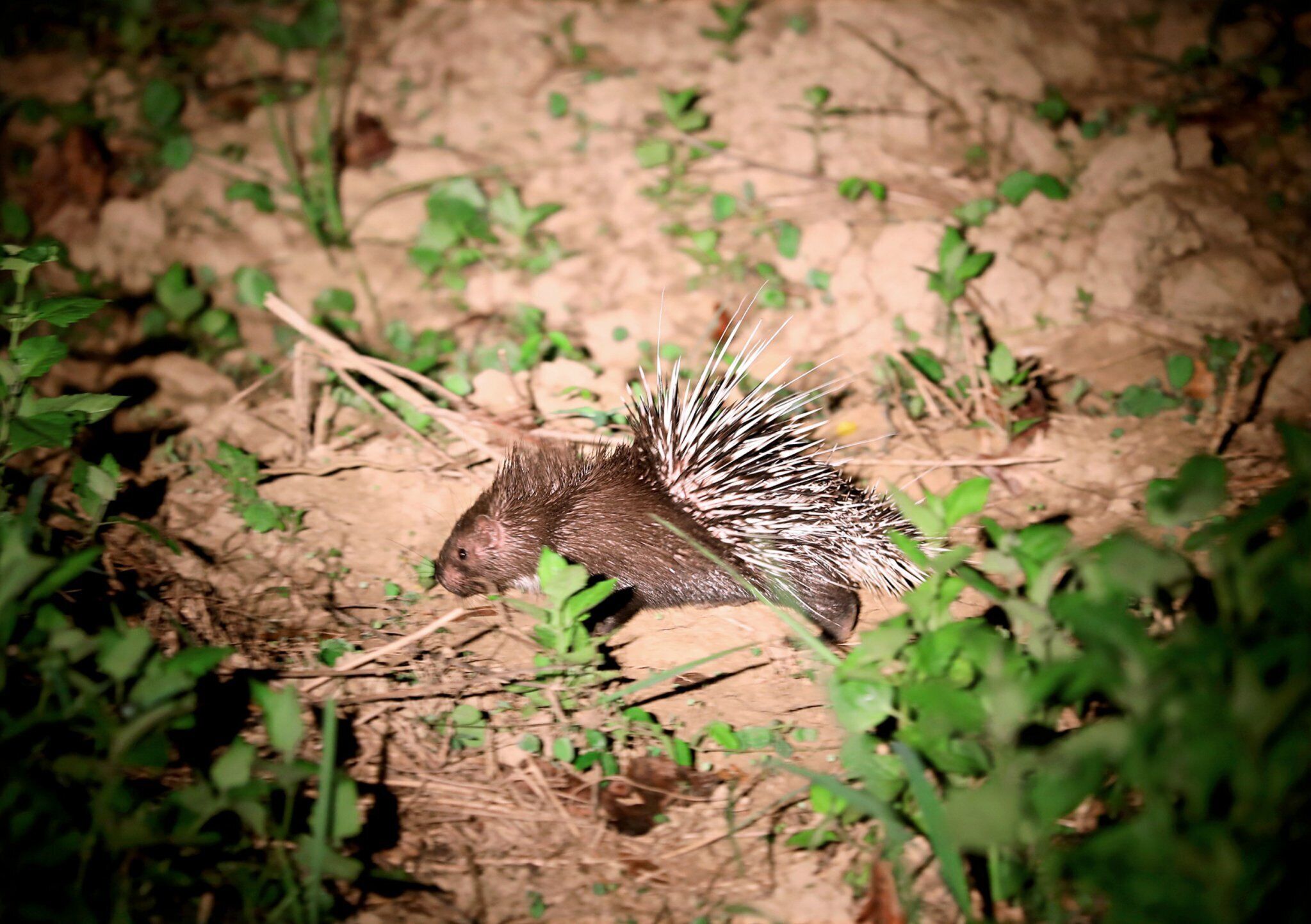 Una marmota en su hábitat natural, con vegetación escasa.
