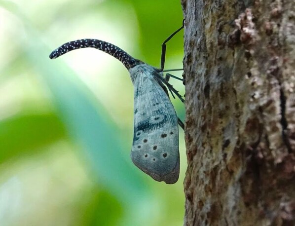 Una polilla descansando sobre el tronco de un árbol.