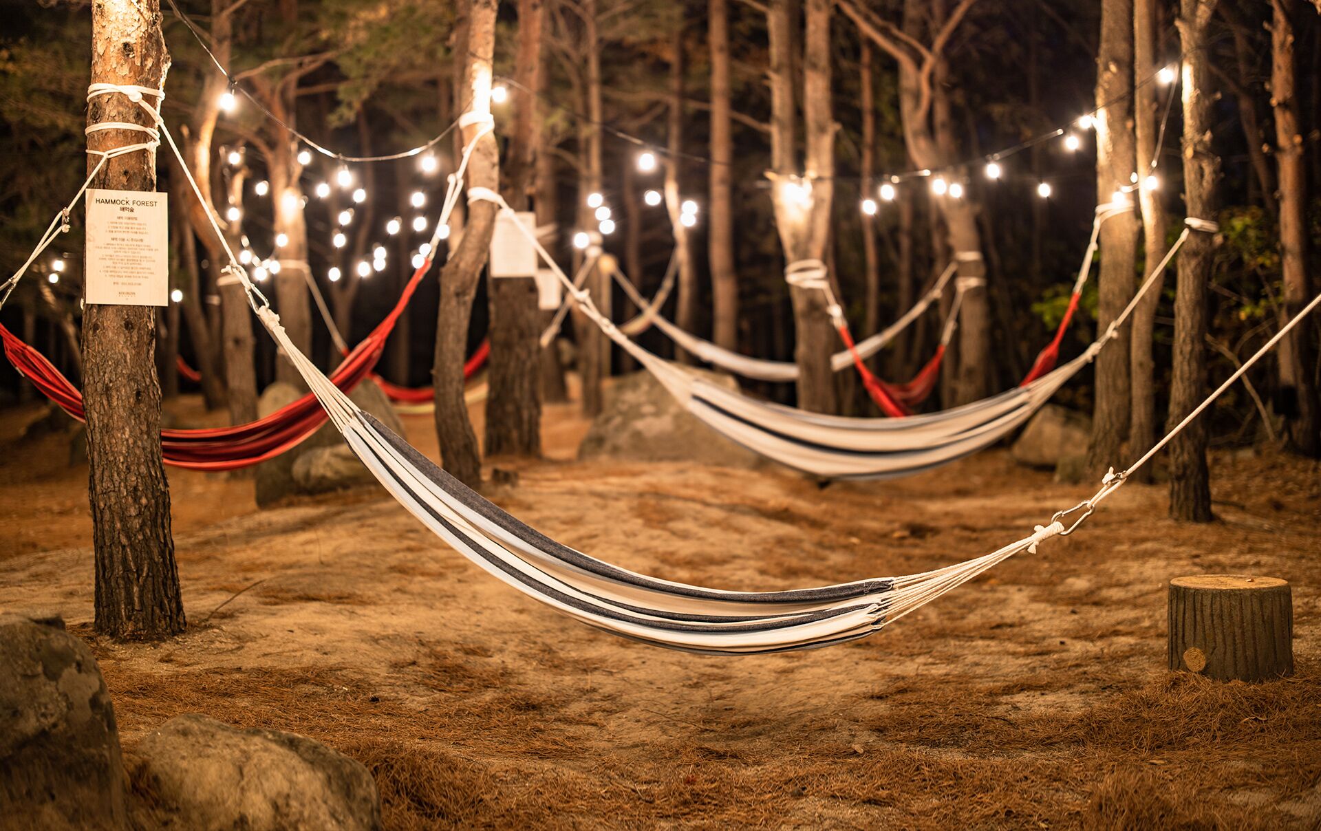 A hammock set up between trees in a forested area with string lights.