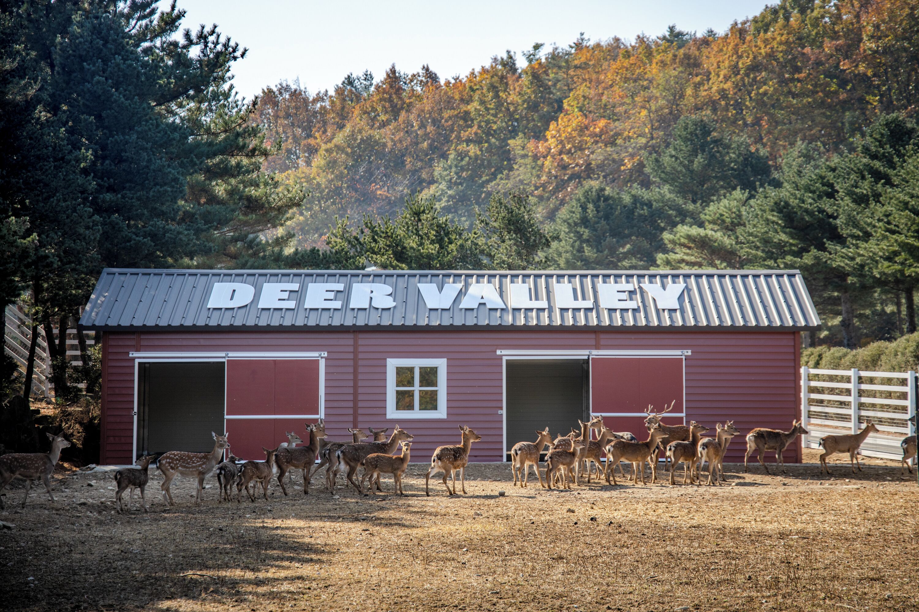 Un granero rojo con el letrero "Deer Valley" y varios ciervos en primer plano.