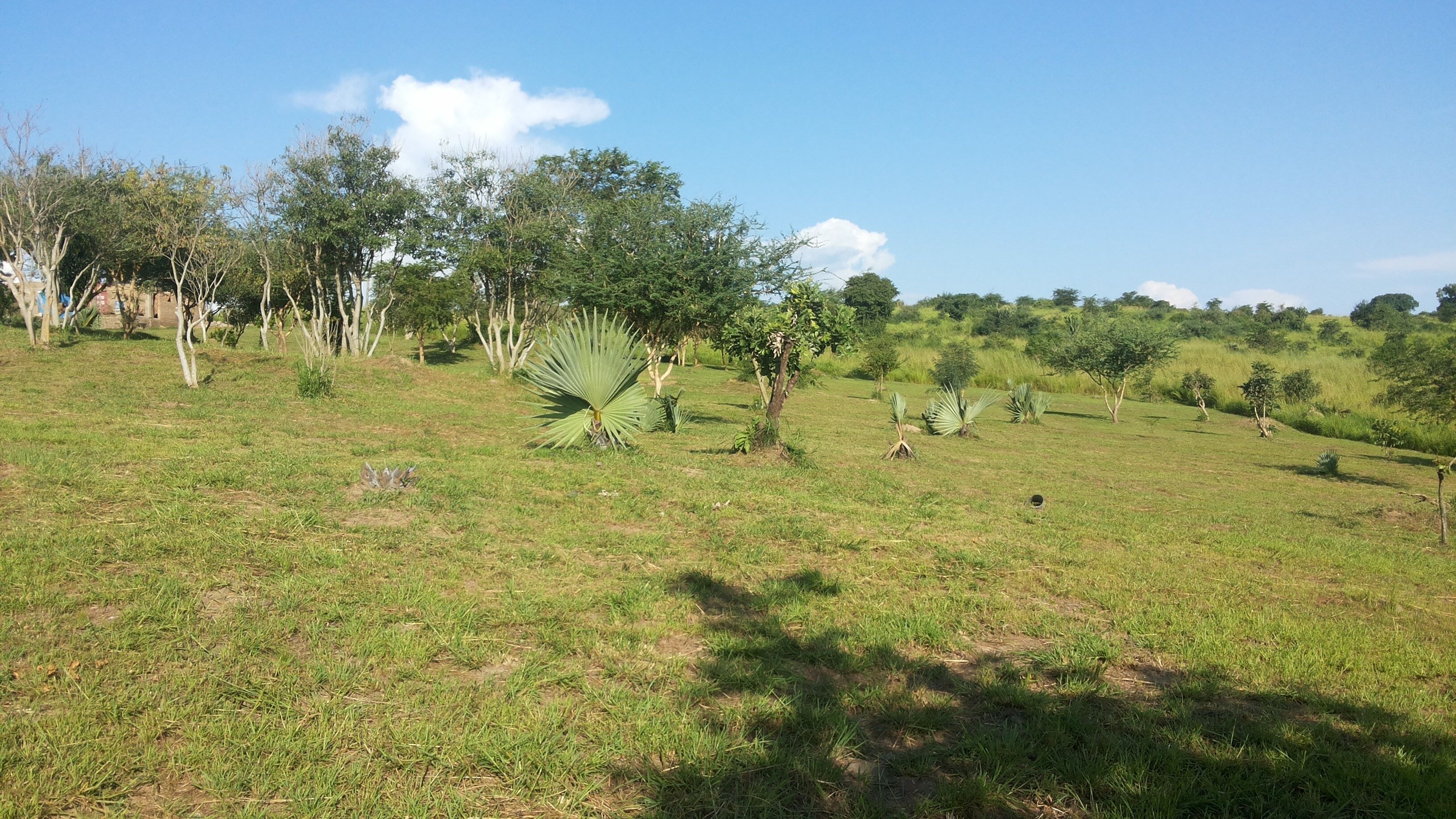 A grassy field with scattered trees and a clear sky.