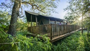 A treehouse with a wooden deck and a large canopy. - Shalati Kruger Lodge (Hluvukani)