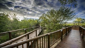A wooden boardwalk with railings, surrounded by dense greenery and trees. - Shalati Kruger Lodge (Hluvukani)