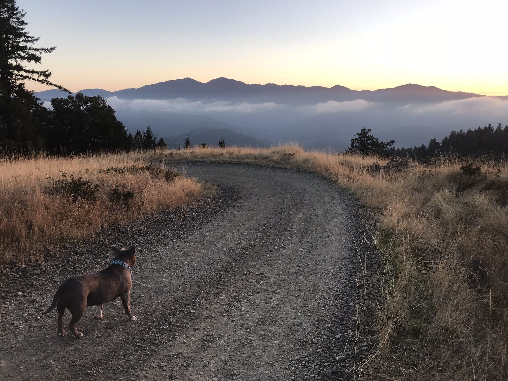 A dirt road curving through a grassy landscape with mountains in the background.
