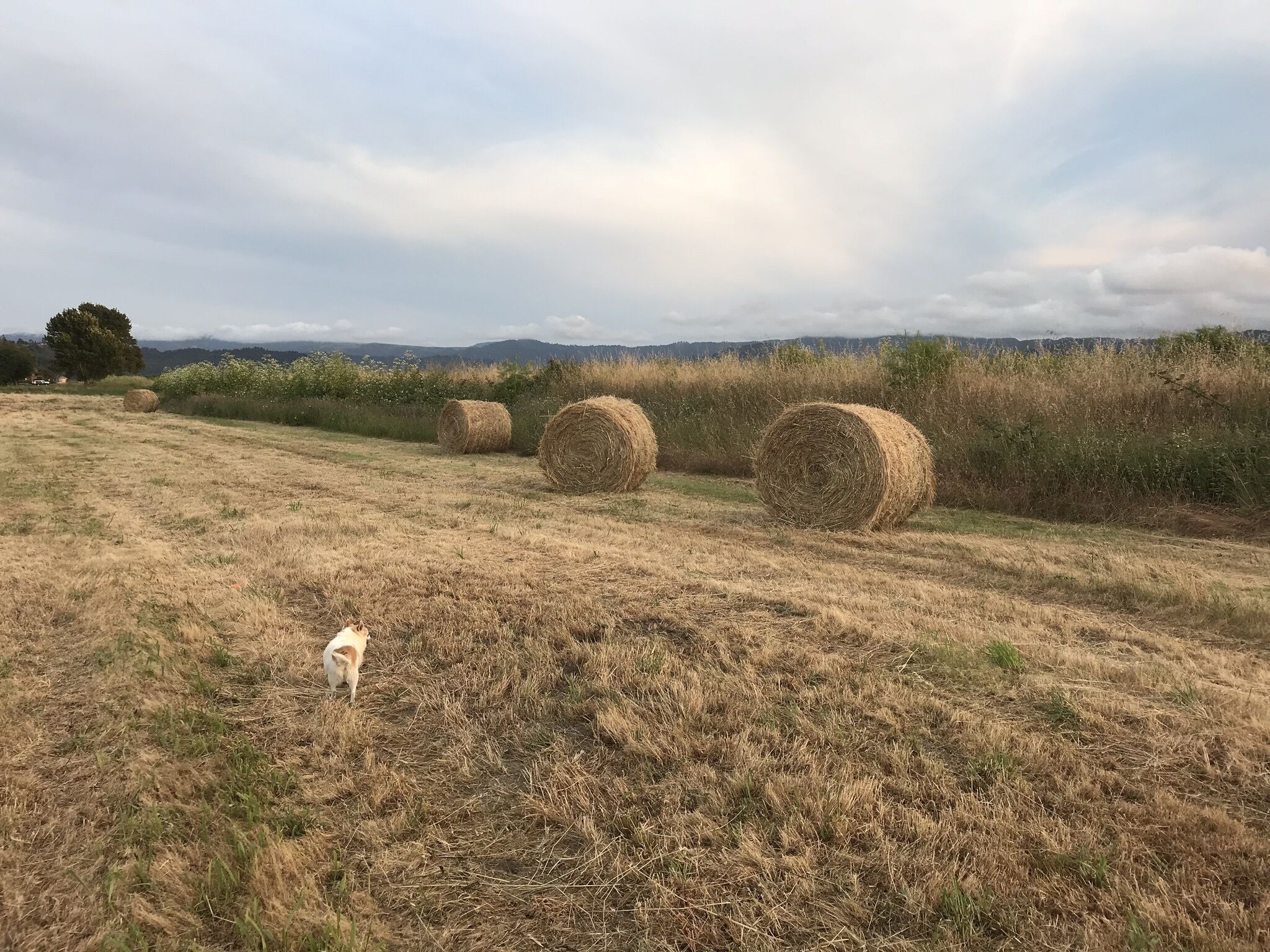 A field with hay bales and a dog.
