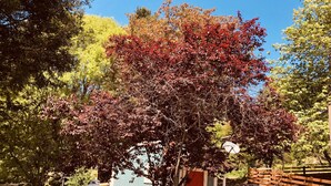 Ein Holzzaun mit einem Tor, eine kleine Gartenhütte mit roter Tür und ein Baum mit roten Blättern.