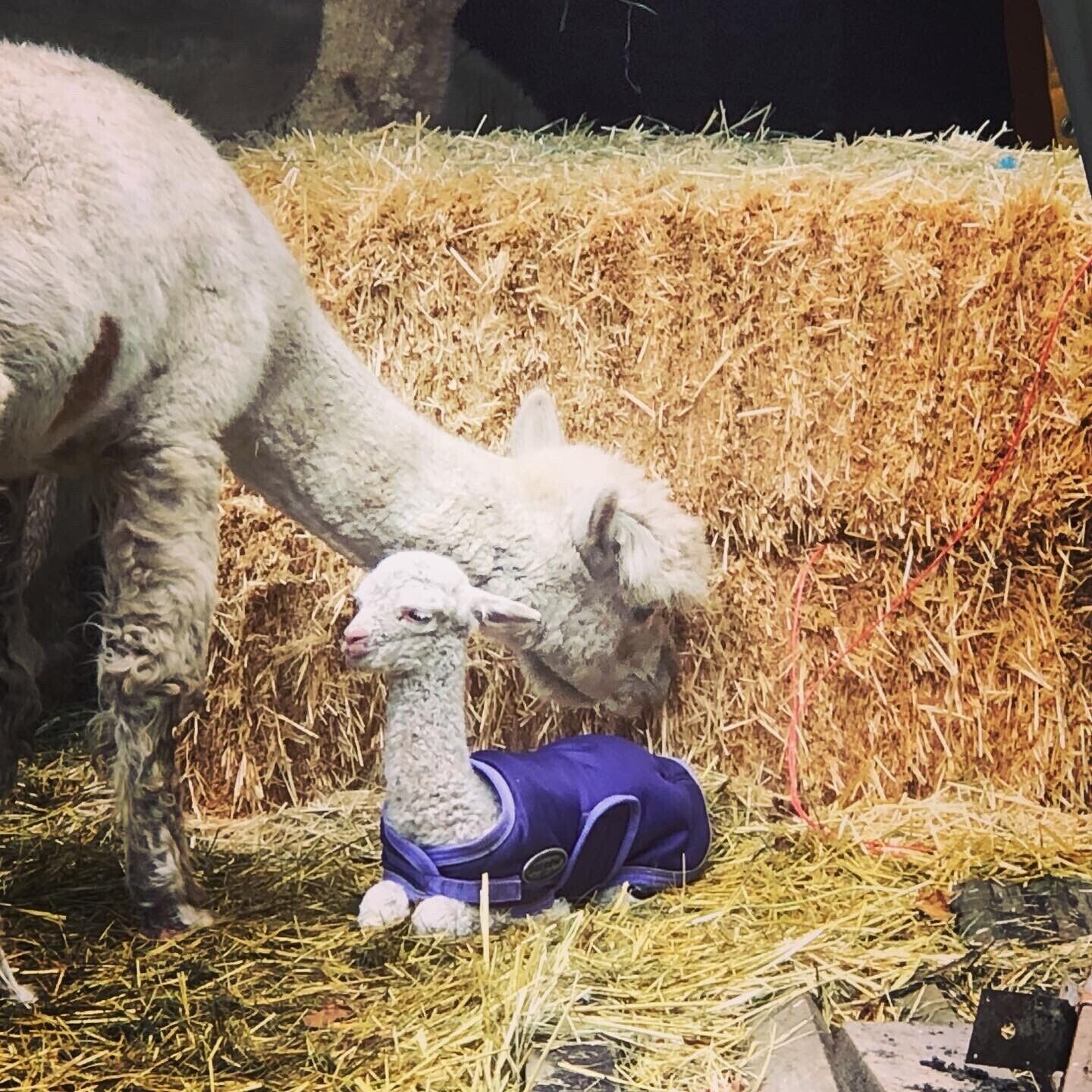 A lamb and a lamb puppet on hay.