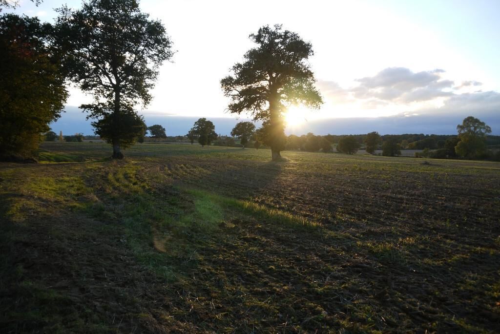A field with two prominent trees and a clear sky.