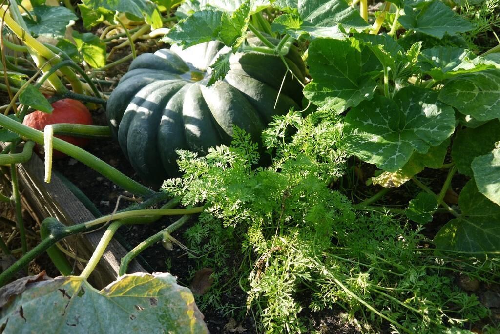 A garden with various plants, including a large squash and leafy greens.