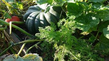 A garden with various plants, including a large squash and leafy greens.