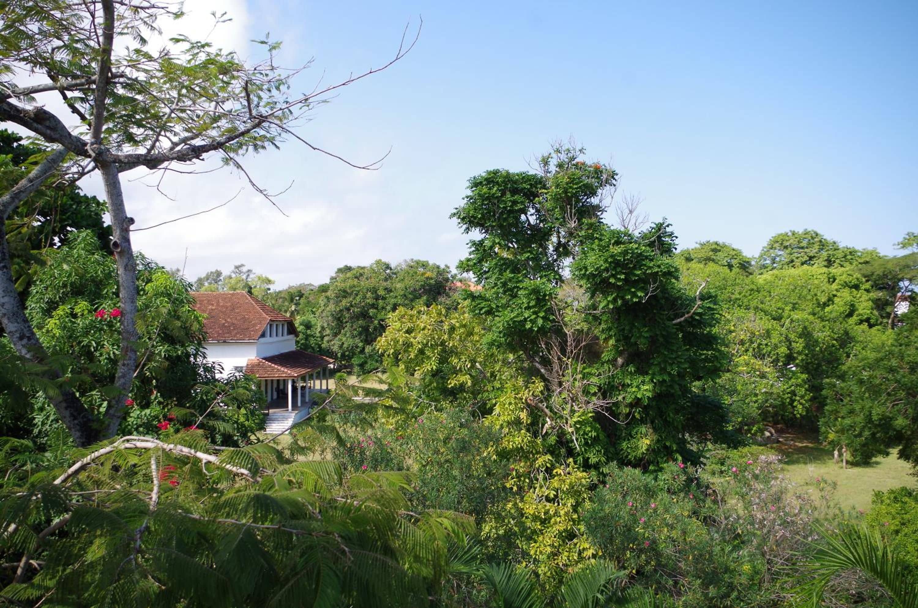 Una casa rodeada de abundante vegetación y árboles.