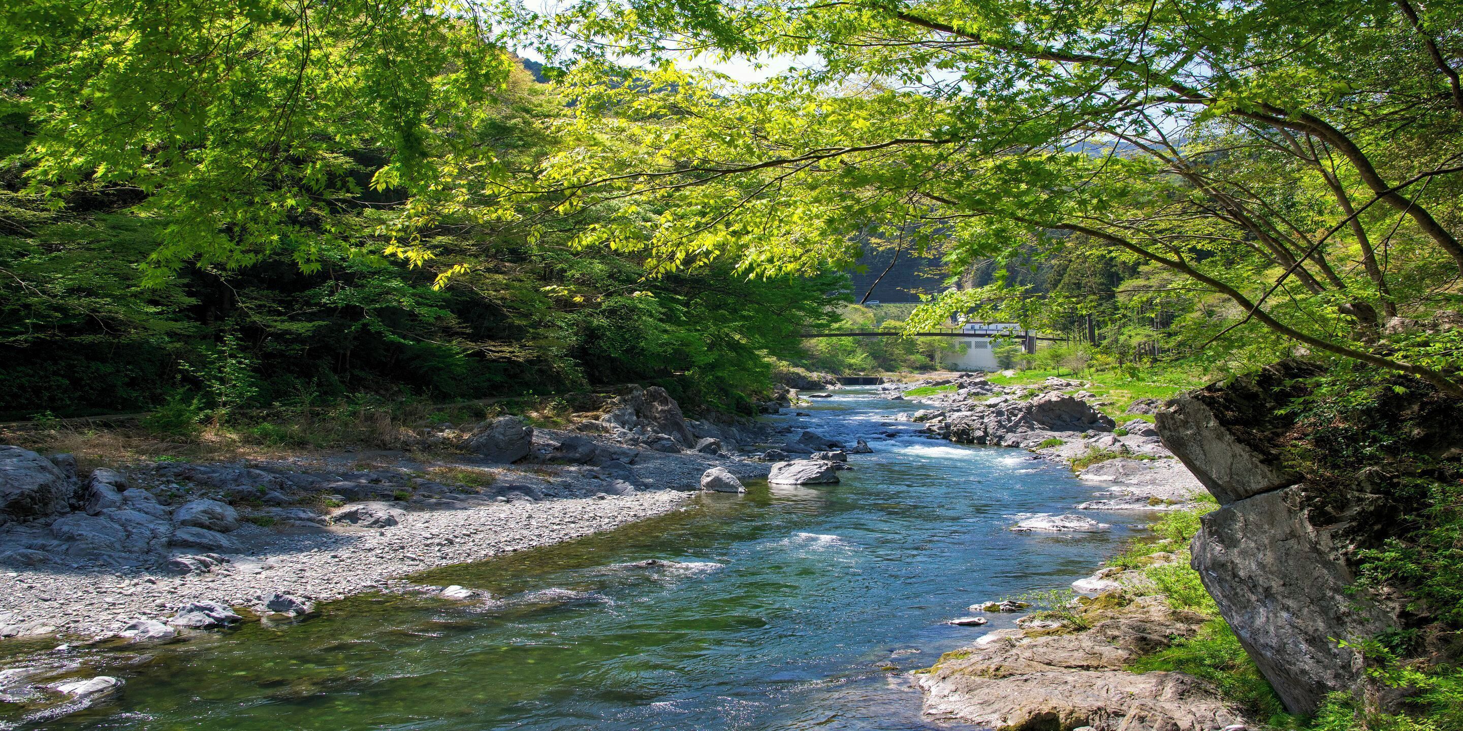 A river flowing through a forested area with rocky banks and dense green foliage.