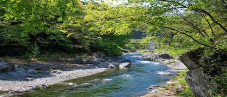 A river flowing through a forested area with rocky banks and dense green foliage.