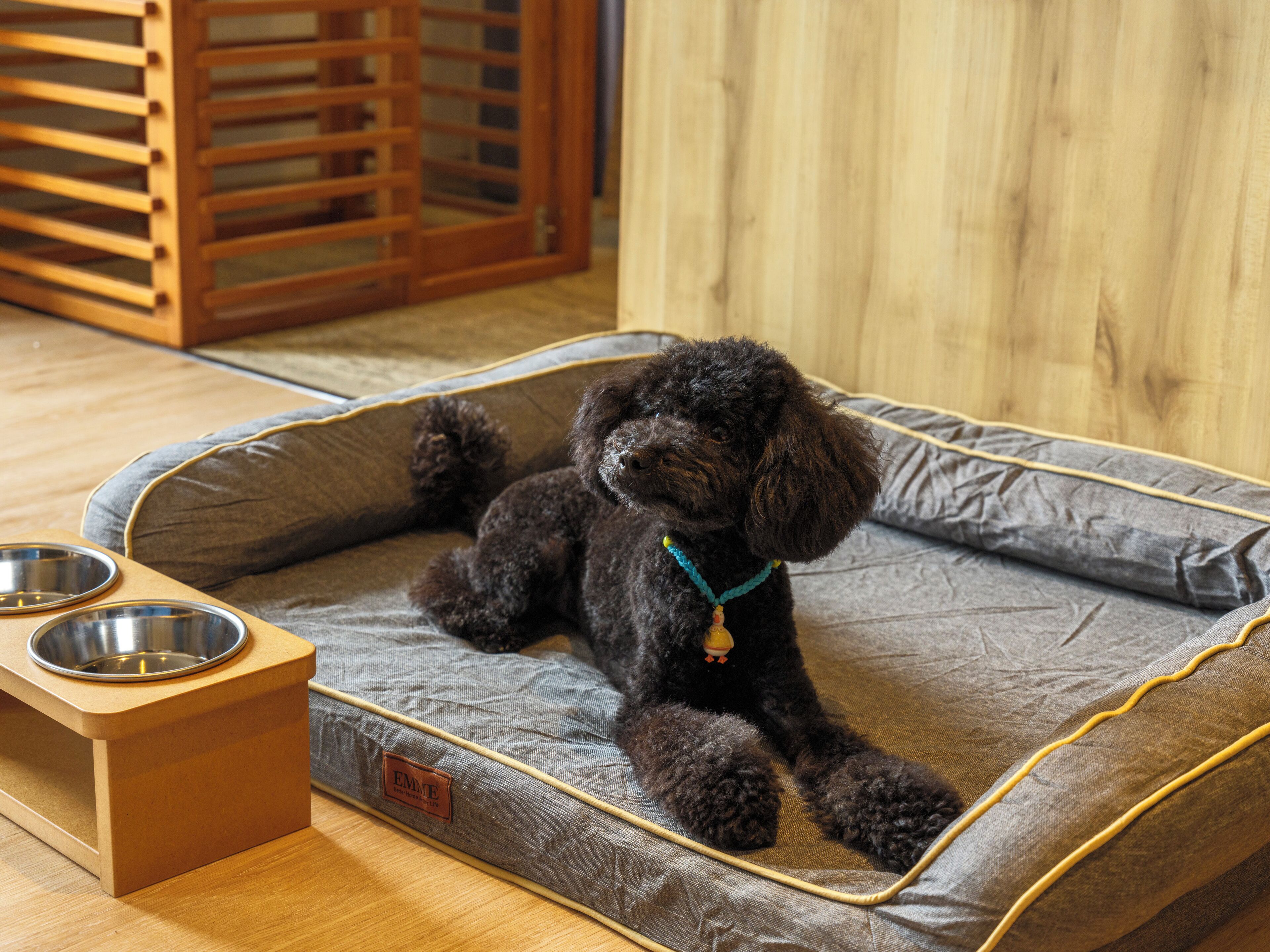 A small, dark-colored dog lying on a gray pet bed with a wooden base and metal bowls.