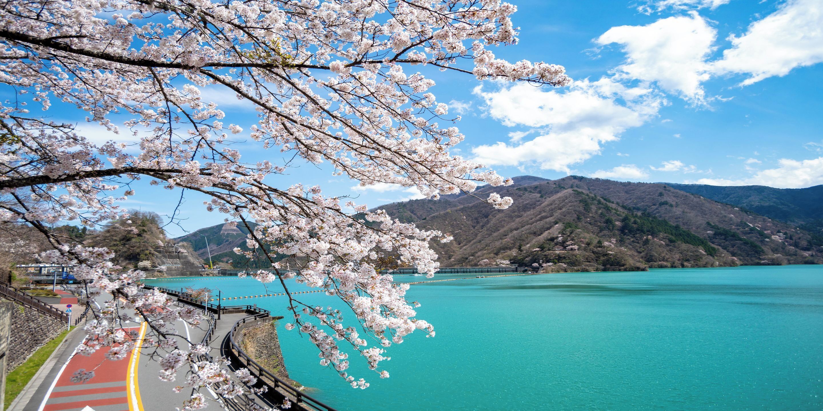 A scenic view of a lake with cherry blossoms, a pathway, and mountains in the background.
