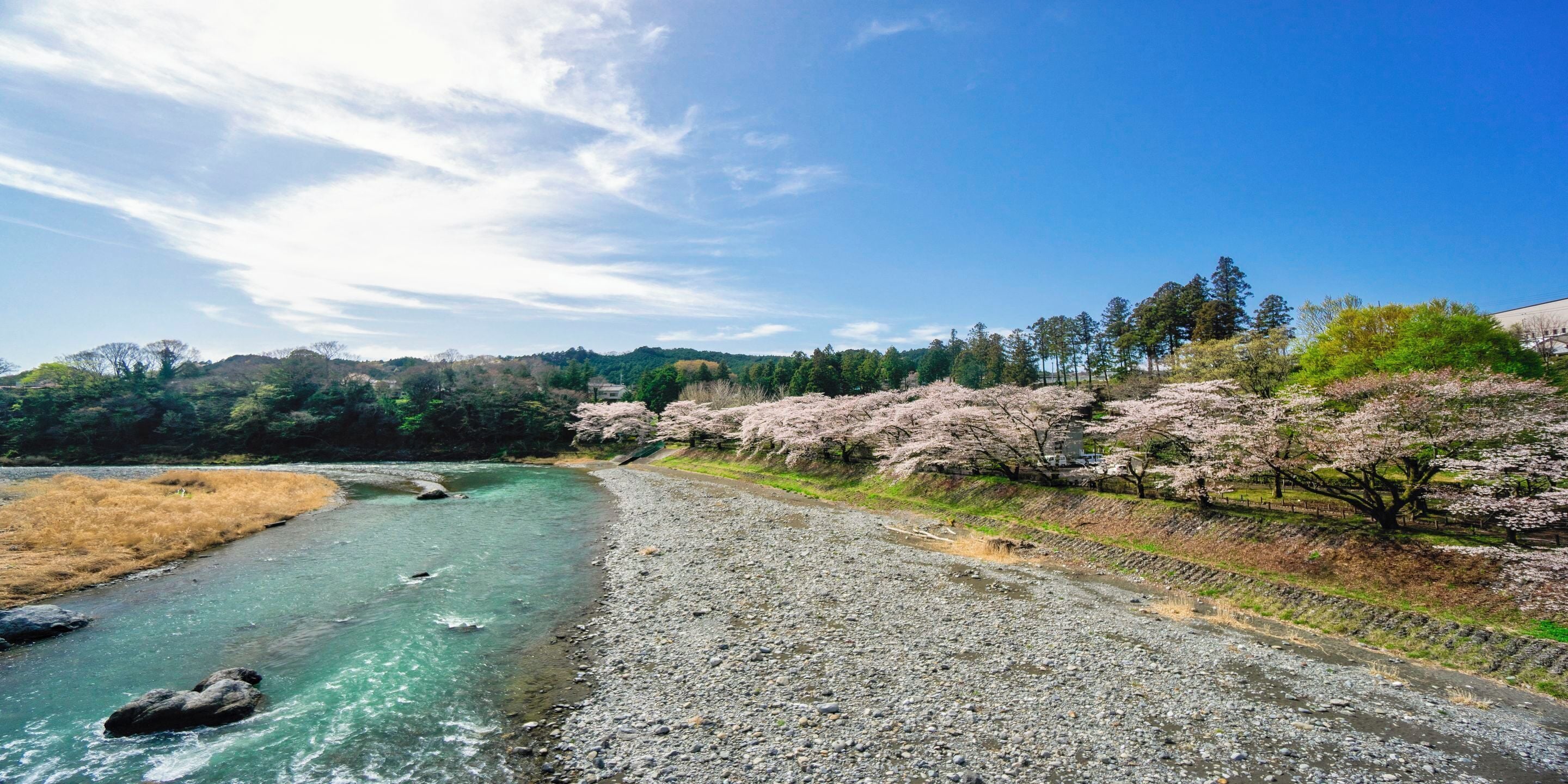Un río de aguas cristalinas, una orilla rocosa y árboles de cerezo en floración.
