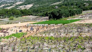 Viñedo con hileras de vid y montañas al fondo.