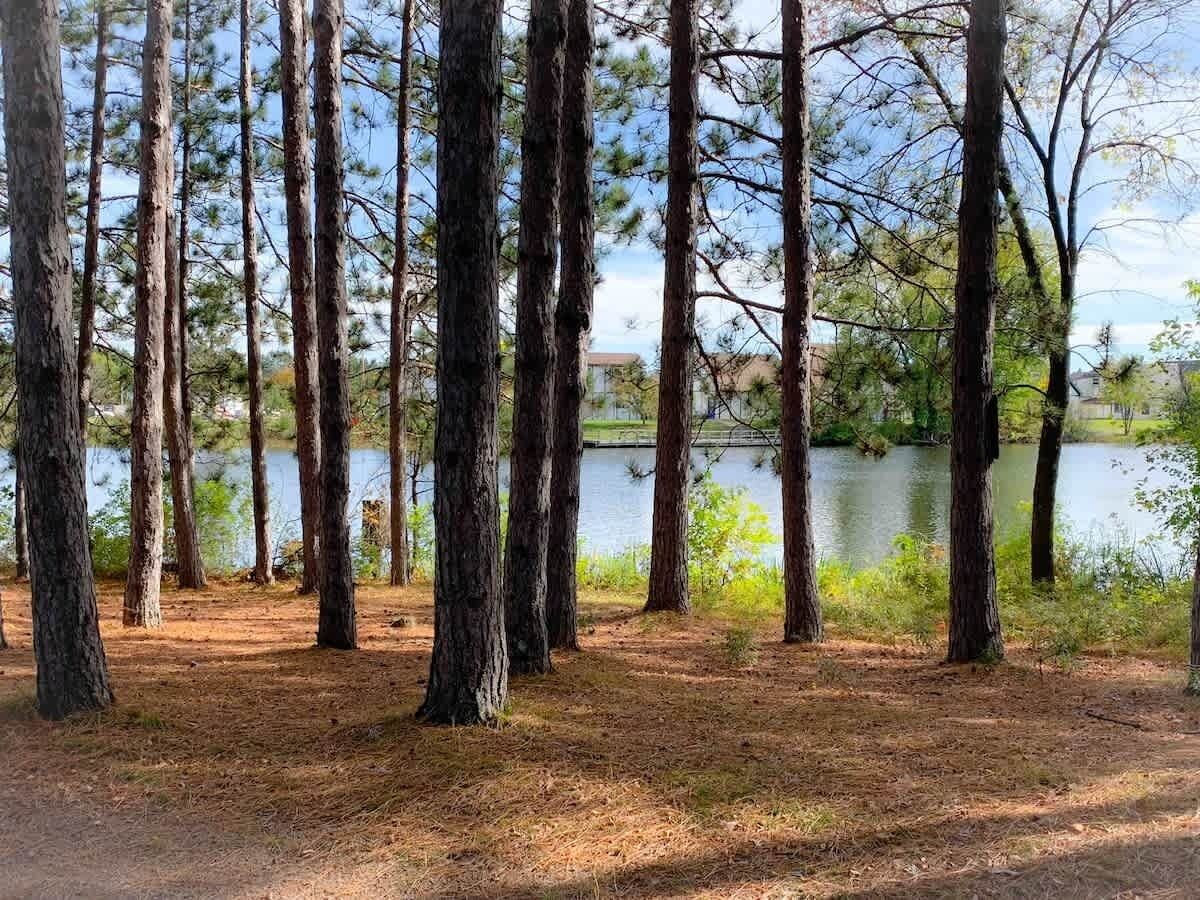 A forested area with tall trees and a lake in the background.