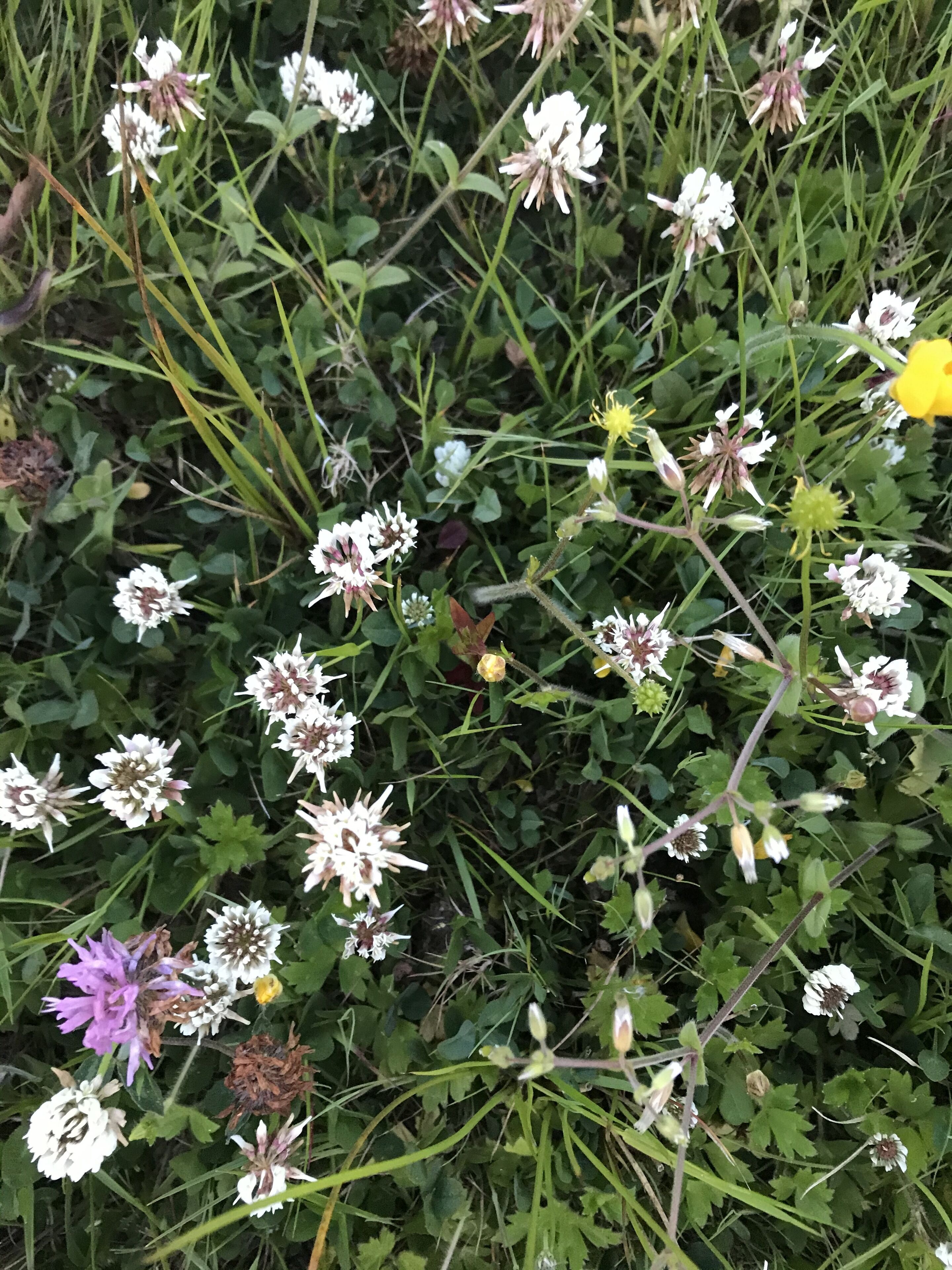 Un champ de fleurs blanches, parsemé de quelques fleurs jaunes et violettes, au milieu d’un feuillage verdoyant.