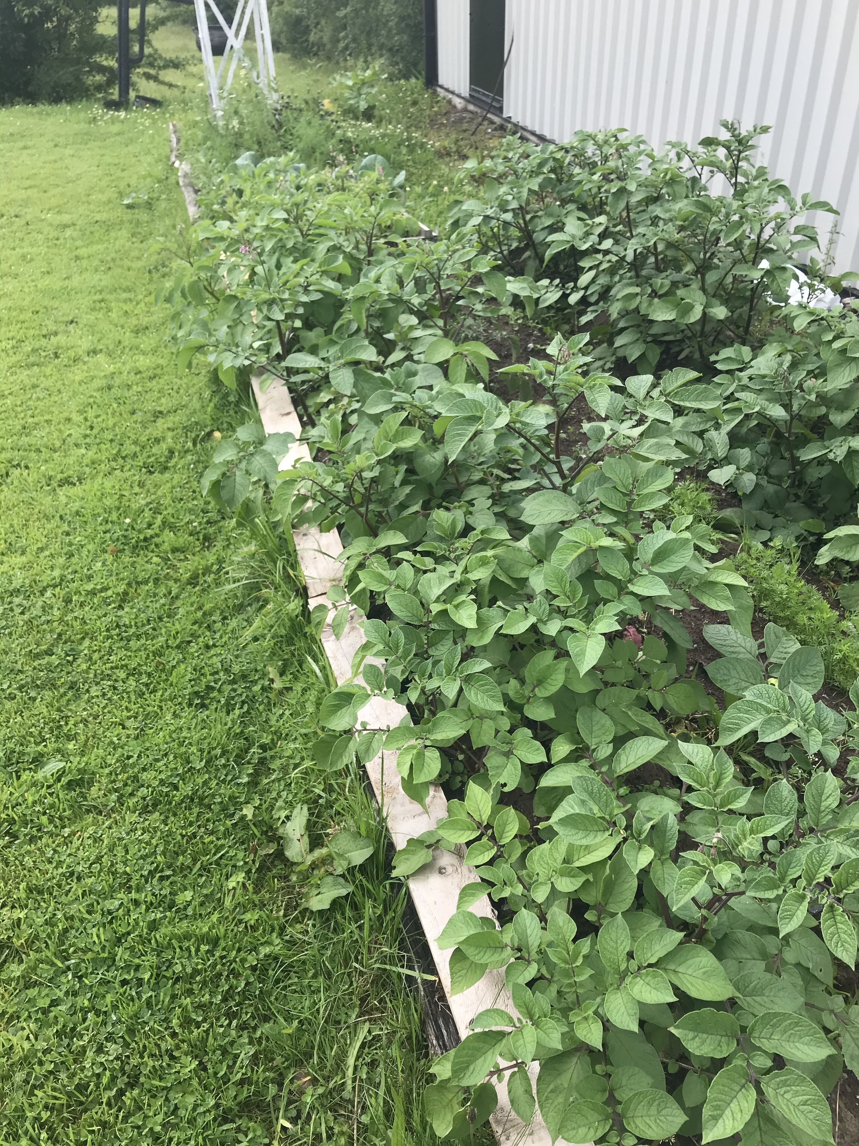 Cama de jardín con plantas verdes y un borde de madera.