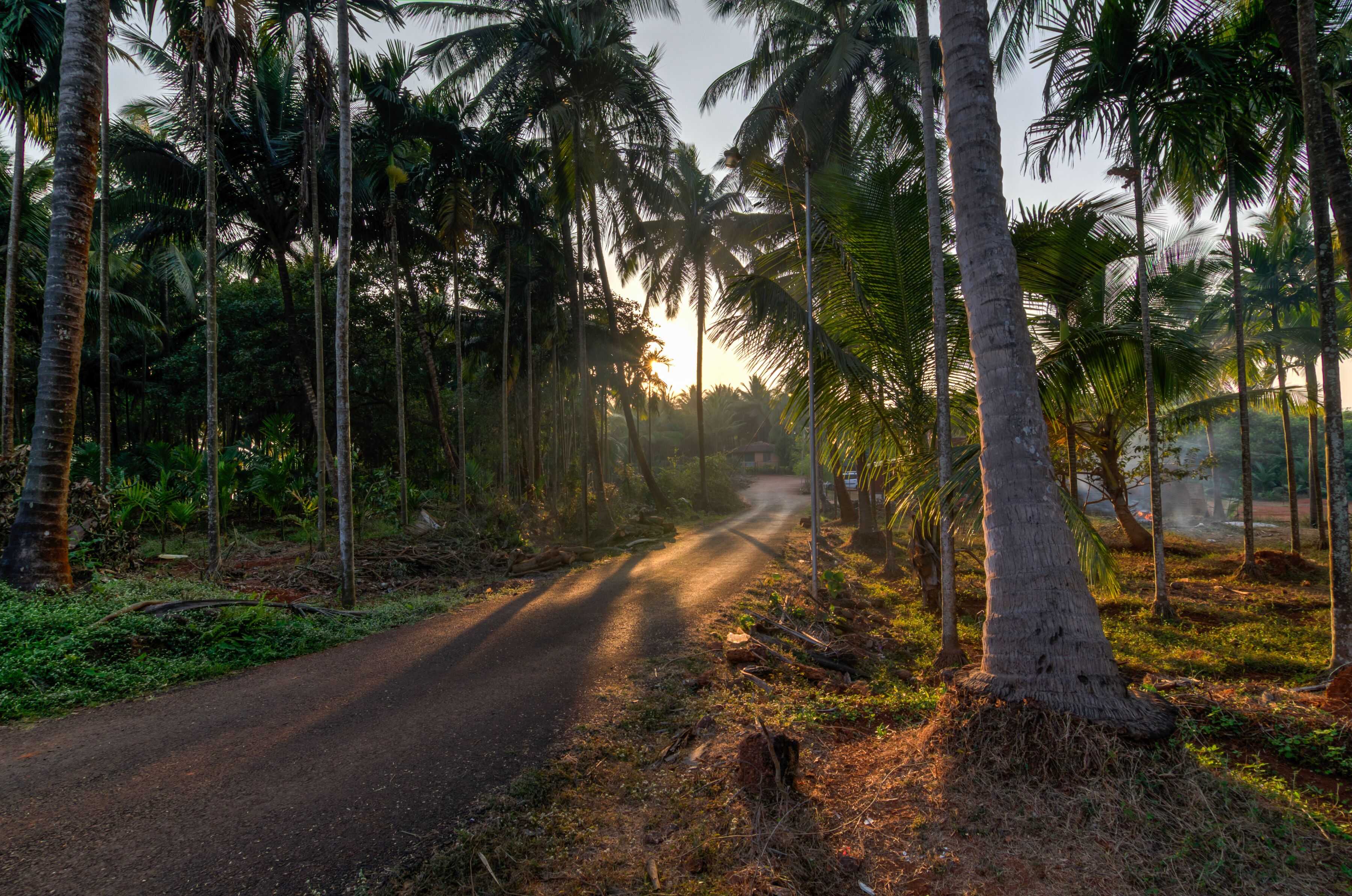 A narrow road flanked by tall palm trees, leading into a dense forest.