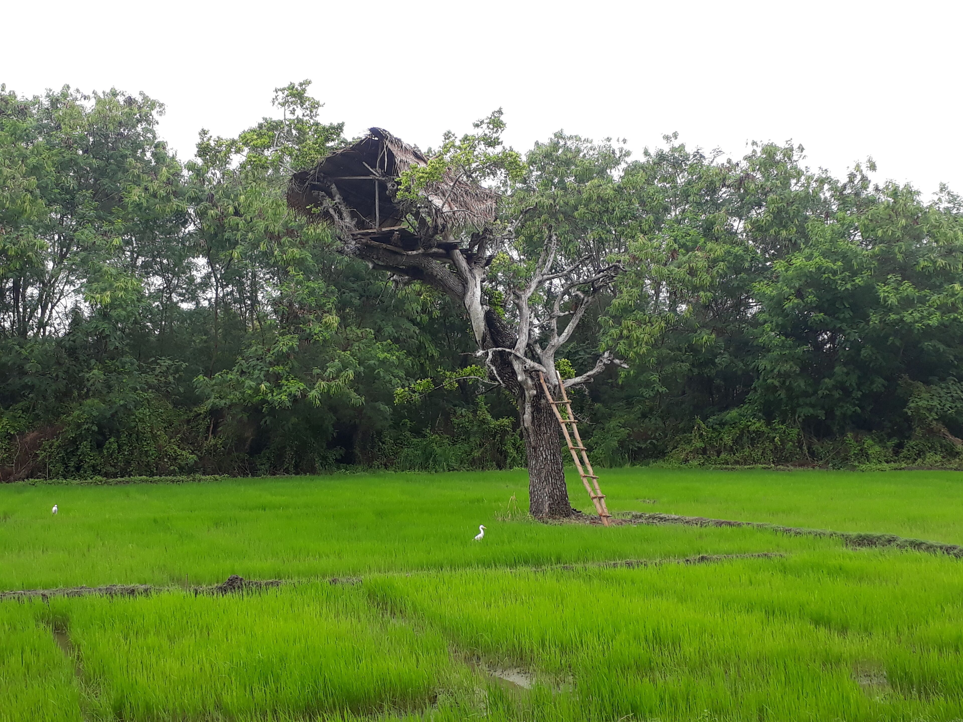 Un arbre dont les branches sont ornées de structures en bois, situé dans un champ verdoyant.