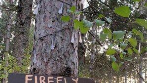 Ein hölzernes Schild mit dem Schriftzug "FIREFLY", das nach rechts weist und an einem Baum in einem bewaldeten Gebiet befestigt ist.