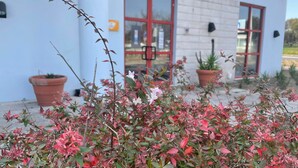 A building with a white exterior and red-framed windows, surrounded by potted plants and flowering shrubs.