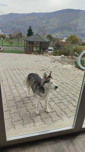 Pet-friendly