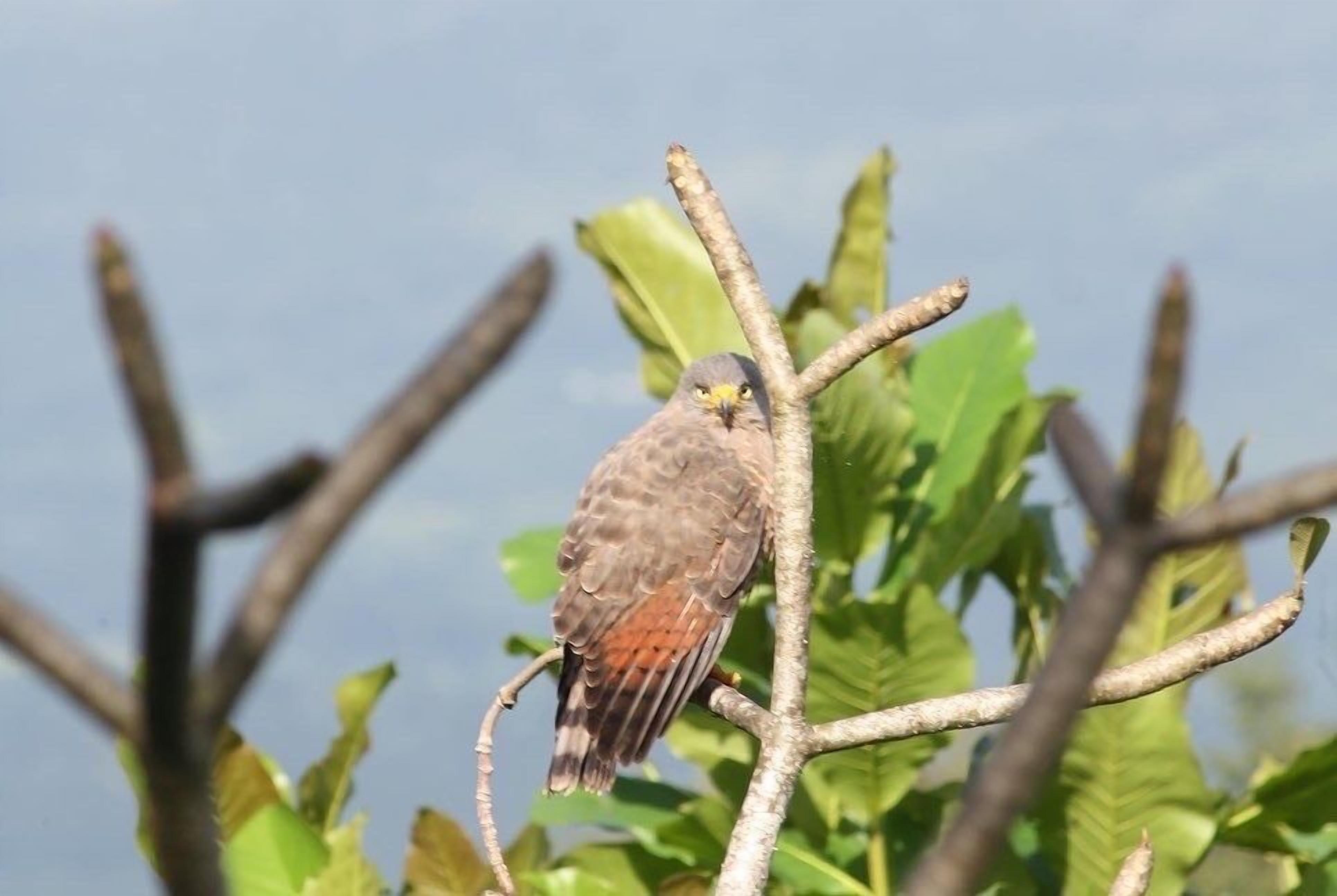 A bird perched on a branch.