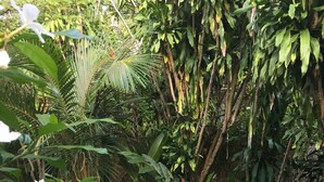 Property grounds - Tropical Deco House (Miami Shores)