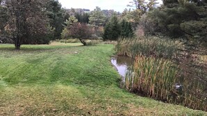 A grassy area with a pond and trees.