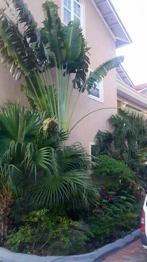 Garden - Marley Road Executive Guest Apartment (Kingston)